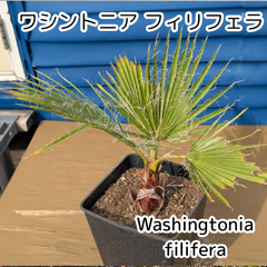 【鉢ごと発送】ワシントンヤシ　ワシントニアフィリフェラ　Washingtonia filifera　2025-5-14-wf4