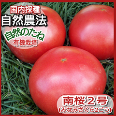 トマト　無農薬の種　南桜2号　たね　トマトの種　　家庭菜園　プランター　国内採種　自然農法　自然のたね　野菜の種　種　10粒
