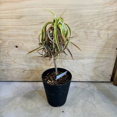 ドラセナ　キュンティコンシンネカール ドラセナ コンシンネ キュンティ クルクルしたカールがとっても