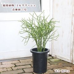 常緑苗木 アカシア ビネービア コーストマイオール 7号 H150cm 庭木 植木 シンボルツリー - メルカリ