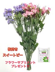 【希少】花 生花 切り花 枝付き スイートピー ドライフラワー用 発送日に収穫 超新鮮 最速即日発送 産地直送 花束 20本 ボリューム有り 枝ピー ※保水有 フラワー サプリメント ガーデニング インテリア 春の花 新春 切花