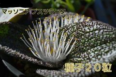 種子２０粒 マッソニア プスツラータ ケープバルブ 多肉植物 球根 冬型 実生用