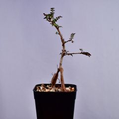 3Q7 実生 オペルクリカリア・デカリー Operculicarya decaryi コーデックス 塊根植物 プレステラ90 オペルクリカリアデカリー