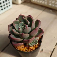 多肉植物 七福美尼 抜き苗(群生) - メルカリ