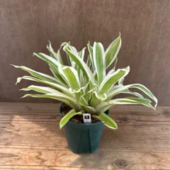 フリーセア　ハイパースペース　Vriesea 'Hyperspace'激レア Vriesea 'Hyperspace' | Fantastic Gardens Hawaii