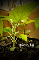 2025年最新】またたびの苗の人気アイテム - メルカリ
