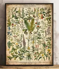 2026年最新】植物図鑑 アンティークの人気アイテム - メルカリ