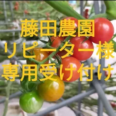 サトキキ様専用商品　割れミニトマト8kgおまけ付き 4日〜5日着