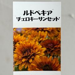 【宿根草】ルドベキア・チェロキーサンセット　3.5号ラベル苗