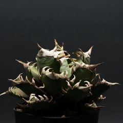 アガベ 精品 海王 大株 鉢植発送 極上血統 スペシャル個体 - メルカリ