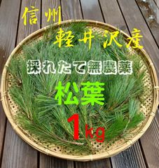 採れたて新鮮♪︎軽井沢産 天然農薬不使用 赤松 松葉 １kg 松葉茶松ジュースに