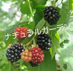 ブラックベリー 根付苗トゲなし ◎小苗 10~15cmほどの苗1つ