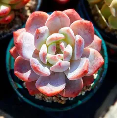 多肉植物 韓国苗 エケベリアmix苗 100苗セット ゆうパック発送