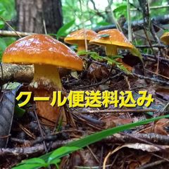 天然きのこ130　ハナイグチ1.2kg