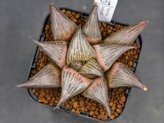 送料】メルカリ便 鉢植え発送用 - メルカリ