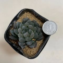 多肉植物　ハオルチア　クリスタル×ベヌスタ　抜き苗　根付き