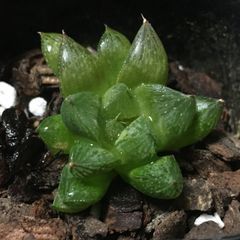 ハオルチア オラソニ― 濃緑ダルマ 2.5寸