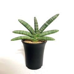 サンスベリア ブルーキュ 斑入り Sansevieria Blue Kew サンスベリア ブルーキュ斑入 Sansevieria Blue Kew