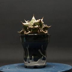 "Agave titanota" アガベ チタノタ【レッドキャットウィーズル】 管理2270