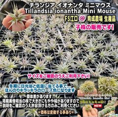 2株セット(約φ2.5-3×高1.5-2cm)＊Tillandsia生産農場参考画像販売＊株元にクランプのための待機ミニ新芽複数＊チランジア イオナンタ ミニマウス Tillandsia ionantha MiniMouse＊エアプランツ＠フラワーショップ江口
