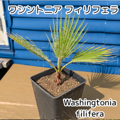 【鉢ごと発送】ワシントンヤシ　ワシントニアフィリフェラ　Washingtonia filifera　2025-5-14-wf３