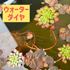 【小〜中サイズ】美しいウォーターダイヤモンド1株