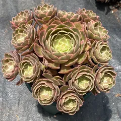 25株の抜き苗セット】粉花妖（ふんかよう） 多肉植物 佐川急便発送