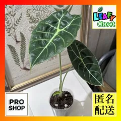 P*o様 速達アロカシアワトソニアナオーレアvar 斑入りアロイド観