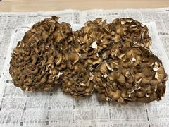 鳥取県産 天然 舞茸 1kg - メルカリ