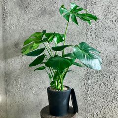 りんご♡オリーブエルグレコテラコッタ鉢植え 　soujuオリーブネバディロ りんご様専用♡オリーブエルグレコテラコッタ鉢植え souju
