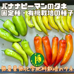 バナナピーマン（固定種）のタネ　30粒　無農薬無化学肥料栽培の種子のサムネイル