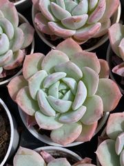 24株の抜き苗セット】女雛錦 多肉植物 佐川急便発送 エケベリア