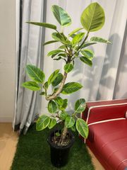 アルテシーマゴム A33 幹曲がり樹形 現物販売 観葉植物 インテリア 室内 オフィス