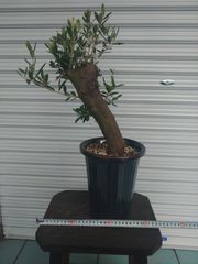 希少】オリーブ古木 幹径14cm 高さ100cm シンボルツリー 地植えOK