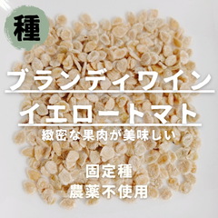 【種】大玉トマト　ブランディーワインイエロートマト　農薬不使用　15粒