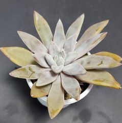 エケベリア 原種 トリマネンシス アロヨブランコ 脇芽あり  Arroyo Blanco ケーレス実生苗 原種 月曜or火曜日発送。