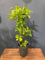 2025年最新】ファグラエアの人気アイテム - メルカリ