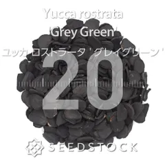 2025年最新】ユッカロストラータ 種の人気アイテム - メルカリ