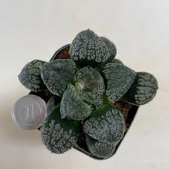 多肉植物　ハオルチア　モルドール　抜き苗　ぬか