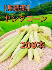 逸品。バンクシアコースト2.2M(鉢底から) 超逸品。バンクシアコースト2.0M(鉢底から) - メルカリ