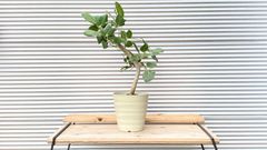 【観葉植物】フィカス　ベンガレンシス　曲がり　8号鉢