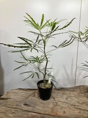 アラレア　3.5寸　インテリア　オシャレ　観葉植物　リビング