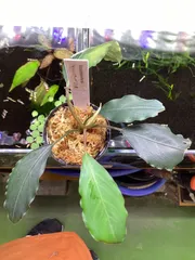 2025年最新】ブセファランドラ モトレイアーナの人気アイテム - メルカリ