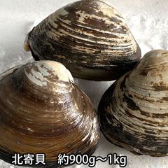 活き  ホッキガイ 殻付き 900g～1kg  北寄貝 貝 生きてる ほっきがい 捌き方レシピお付けします 冷蔵便