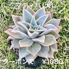 マディバ(大)  多肉植物  エケベリア  抜き苗