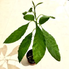 アボカド 抜き苗