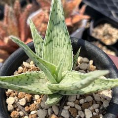 Aloe 'Quick Silver Hummer' アロエ　クイックシルバーハマー　交配種　ハイブリッドアロエ