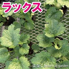 【数量限定】ラナンキュラス　ラックス　3.5号ポット4ポットセット　ガーデニング　売れ筋　当店おすすめ　初心者おすすすめ　切り花　フラワーアレンジメント
