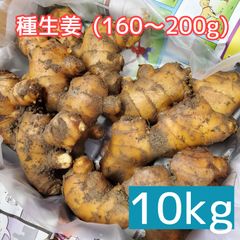 種生姜 土佐一 大生姜(160～200g)10kg
