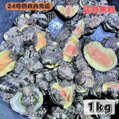 【送料無料】冷凍マツバ貝300個　石鯛　黒鯛　釣り餌　カサガイ　ジンガサ 冷凍マツバ貝300個 石鯛 黒鯛 釣り餌 カサガイ ジンガサの通販